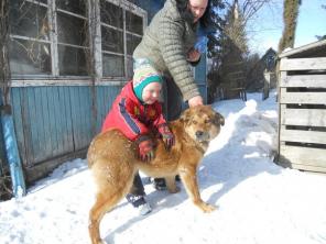 Отдается собака на охрану в дар