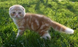 Шотландские вислоухие котята, котик ваш солнышко