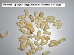 На рынке новое сырьё Трутневый расплод .