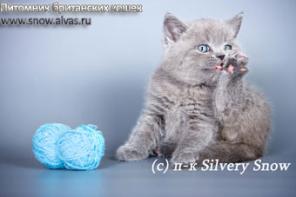 Голубые британские котята из питомника Silvery Snow