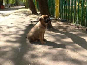 Щенята в добрые руки