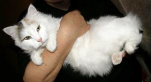 Красавица кошечка - белая с бежево-коричневыми пастельными пятнышками