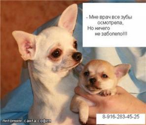 Кастрация котов, удаление зубов собакам недорого