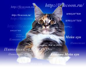 Чистокровные Котята Мейн Кун!