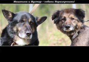 Неразлучники: Маша и Мухтар ищут дом