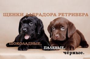 Шоколадные щенки лабрадора