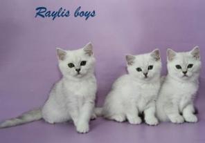 Британские котята серебристых окрасов