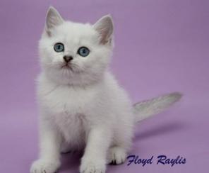 Британские котята серебристых окрасов