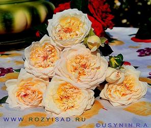 Саженцы роз из Ряжского питомника.