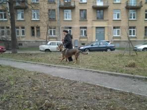 Ищет дом - замечательная собака Нюша, 1 год