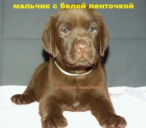 Шоколадные щенки лабрадора