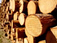 Продажа и доставка круглого леса