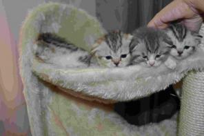 продажа шотландских вислоухих котят