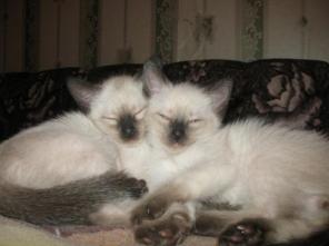 ТАЙСКИЕ КОТЯТА