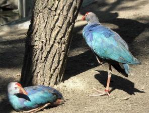 Продам Султанку(лат. Porphyrio porphyrio)