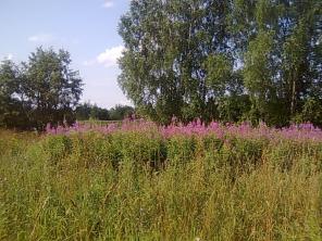 Земля в дачном поселке