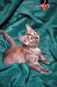 Капелька, котенок редкой красоты в дар
