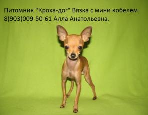 Вязка. Самый маленький кобель Той терьера приглашает Дам.