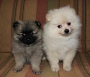 ���� ��������, �����. ������.