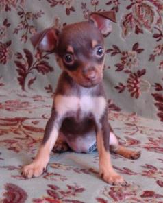 ������ ����� ���-�������, ���������� ���������, �������, ���.