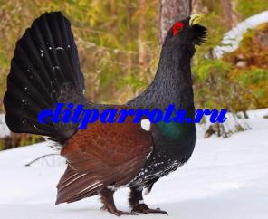 Глухарь (Tetrao urogallus) из питомника