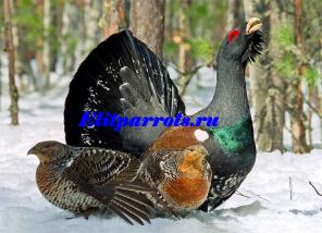 Глухарь (Tetrao urogallus) из питомника