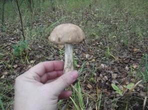 Продам два уч.16,5+16,5 сот. в д. Мериново ИЖС