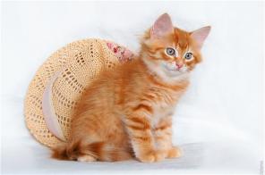 Клубный сибирский рыжий котенок