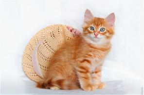 Клубный сибирский рыжий котенок