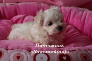 Купить щенка мальтезе, мальтийской болонки мини и стандарт