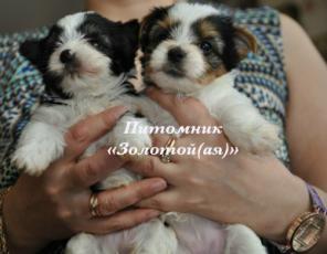 Бивер Йорк, Бивер, Биверы щенки купить