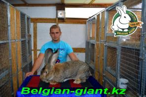 Продам кроликов породы Бельгийский великан (Фландр)