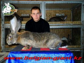 Продам кроликов породы Бельгийский великан (Фландр)