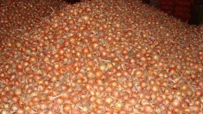 Лук репчатый, Манас, 1000т., на хранение.