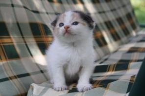Шотландские вислоухие котята