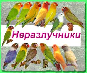 Неразлучники продажа фишера, масковые, розовощёкие, разных расcветов.