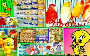 Продажа канареек, красные канарейки, лимонные, цветные.