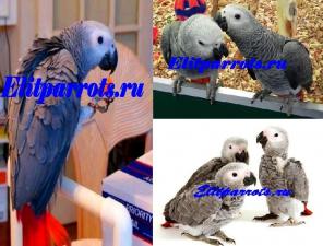 Жако - ручные птенцы из питомников ФРГ. Документы CITES.