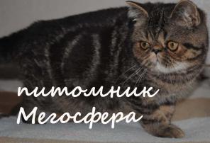 Экзотические короткошерстные котята
