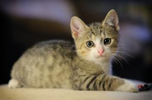 Кошачьи детки ищут дом.