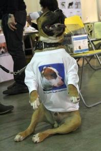 Стафф умеющий изображать зайца