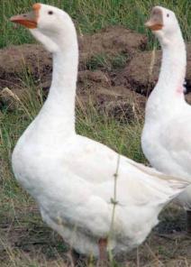 Мускус утки, гуси, брама, Флэш-3-6 месяцев, тушки