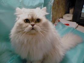Персидский кот приглашает на вязки