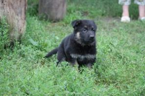 немецкая овчарка щенки