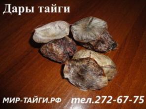 Продам барсучий жир