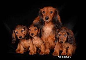 Щенки таксы. Кроличья такса, миниатюрная такса.