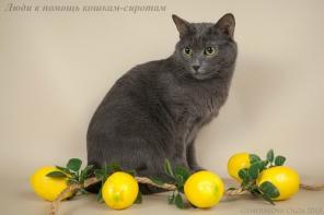 Кошка Тигра - фенотип русской голубой в дар, 1,5 года.