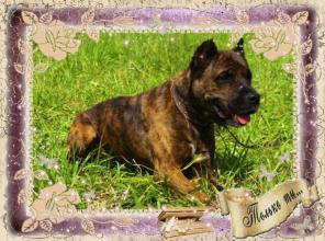 ������ ��� ���������� �������.