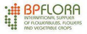 BPflora - Луковицы тюльпанов, луковицы лилий, лук севок