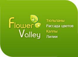 Лук зеленый продаем